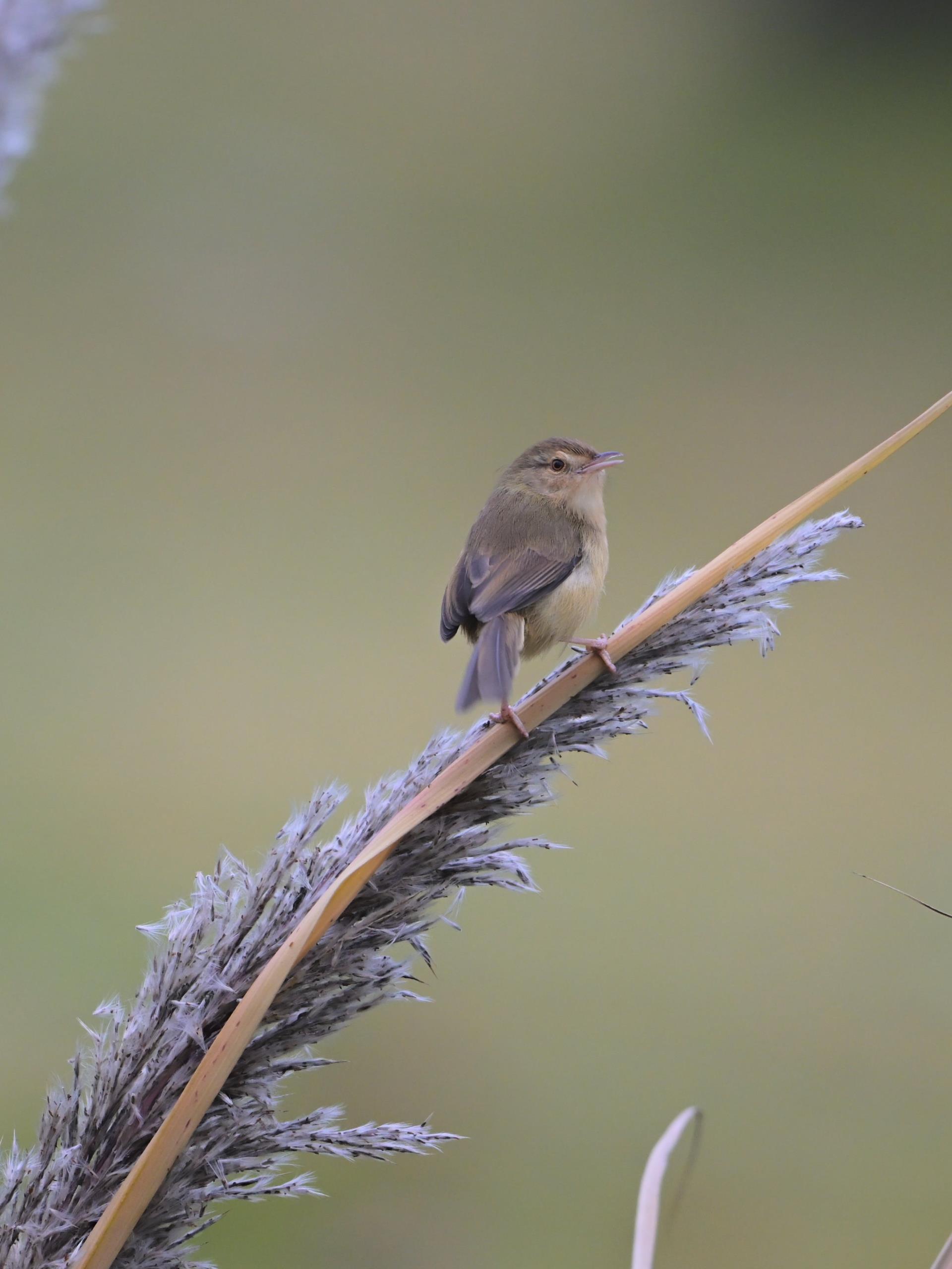 ΰ�¹���(victor1946)�ٷ���վ-Officials Website